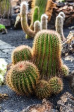 2016, Guatiza, Lanzarote, Jardin de Cactus by Cesar Manrique, ESP, Spain, Canary Islands, Canary