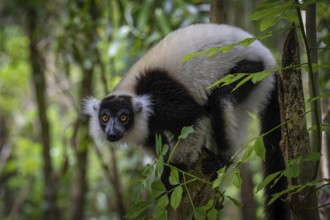 Black and white ruffed lemur (Variecea variegata) in the rainforests of eastern Madagascar