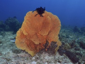 A strong giant fan coral (Annella mollis) on the seabed in turquoise-coloured water, Magic Forest