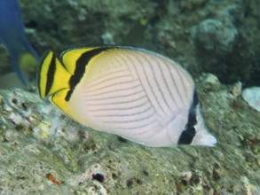 An elegant fish with yellow and black stripes, vagabond butterflyfish (Chaetodon vagabundus),