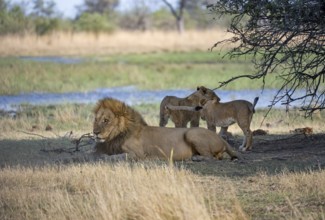 Lion (Panthera leo), animal family, adult male lying in dry grass, two cubs playing, Khwai,