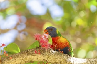 Rainbow lorikeet eating flowers of a sub-tropical rainforest tree Syzygium moorei or Coolamon tree