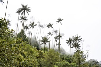 Quindio wax palm (ceroxylon quindiuense), Cocora Valley, Salento, Quindio, Colombia, South America