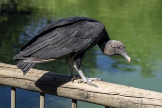 Black vulture (Coragyps atratus), Aviario Nacional de Colombia, Via Baru, Province of Cartagena,