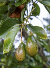 Avocados, Finca Buenos Aires Coffee Tour, Cocora Valley, Salento, Quindio, Colombia, South America