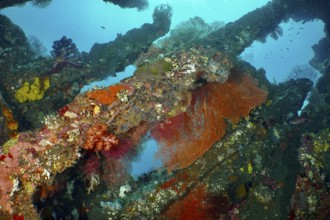 Various corals cover a shipwreck, vivid colours contrast with the deep blue of the sea, dive site