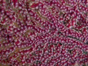 Dense red coral with star-shaped details and intense pattern, close-up of Red Knot Fan (Melithaea