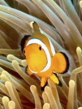 An Ocellaris Clownfish (Amphiprion ocellaris), Nemo, between tentacles of a sea anemone, in the