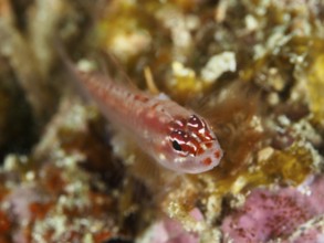 A small, colourful fish, hairfin dwarf goby (Eviota prasites), resting on the bottom with colourful