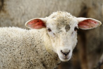 A dirty sheep looks directly into the camera, surrounded by other sheep, domestic sheep (Ovis