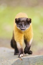 Yellow-throated marten (Martes flavigula) on an old tree trunk, Germany, Europe