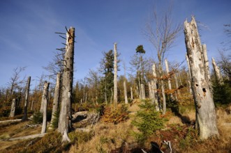 Forest with tall, dead trees in the sunlight and autumnal surroundings, Lusen, Bavarian Forest