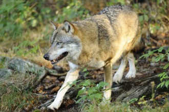 A wolf moves vigilantly through the forest in a play of light and shadow, Eurasian wolf (Canis