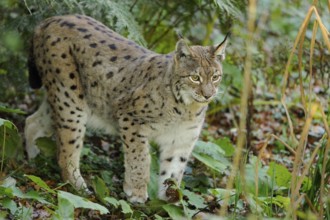 A lynx runs through a green forest with dense foliage and an alert expression, Eurasian lynx (Lynx