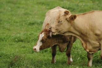 A bovine licks another on a green pasture, showing affection, bovine (Bos primigenius taurus),