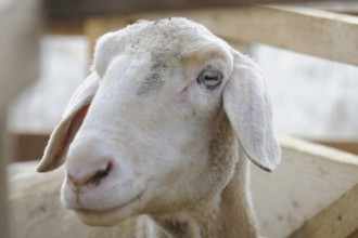 A white sheep looks calmly into the camera, surrounded by a wooden fence, domestic sheep (Ovis