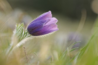 Close-up of a purple flower with soft blurred background, Pasque flower (Pulsatilla vulgaris),