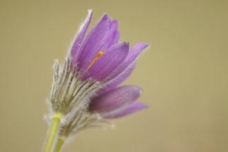 Detailed macro photograph of a purple Pasque flower (Pulsatilla vulgaris), Upper Palatinate