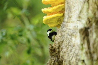 A small bird looks curiously out of a tree with a yellow mushroom in the background, Fir tit