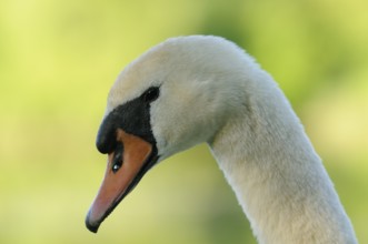 A swan's head in side view in front of a green, blurred background, Mute Swan (Cygnus olor),