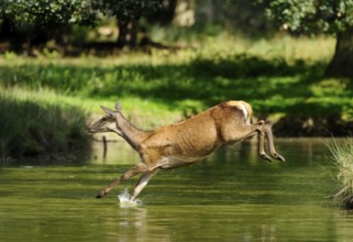 A doe leaps powerfully out of the water over the edge, red deer (Cervus elaphus), Bavaria