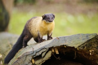 Yellow-throated marten (Martes flavigula) on an old tree trunk, Germany, Europe