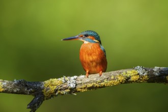 Common kingfisher (Alcedo atthis) sitting on a branch with autumncolours, wildife, Catalonia,