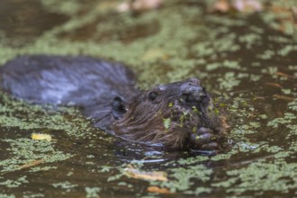 One North American beaver or Canadian beaver, Castor canadensis, swimming through a pond covered