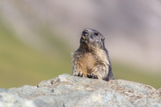 One adult Alpine Marmot, Marmota marmota sitting on a rocky rim. A mountain in the distant