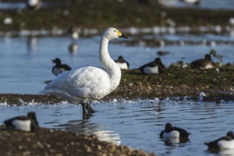 Tundra Swan, Bewick's Swan, Cygnus columbianus at winter in Slimbridge, England, United Kingdom,