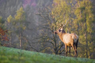 An Altai maral stag, Altai wapiti or Altai elk (Cervus canadensis sibiricus) stands on a meadow in