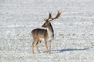 Fallow deer (Dama dama) buck standing in snow covered field in winter