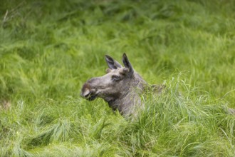 One adult male moose or elk, Alces alces, lying in tall fresh green grass, resting and ruminating