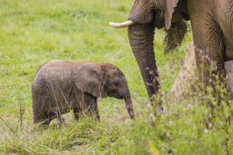 Adult female African elephant (Loxodonta africana) with 4 month old baby