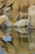 Adult female African elephant (Loxodonta africana) with 4 month old baby at a water hole, with