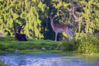 Two female fallow deer (Dama dama) rest next to a small pond. A forest in the background