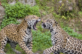 Two adult jaguars (Panthera onca) play fighting on a green meadow