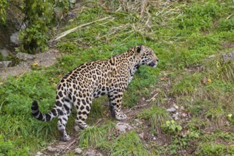 One adult jaguar (Panthera onca) runs across a green meadow between rocks