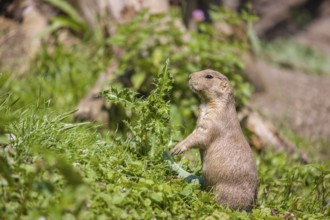 A black-tailed prairie dog sits on fresh green vegetation, searching for food on a bright sunny day