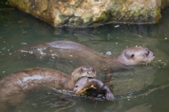 An adult giant otter or giant river otter (Pteronura brasiliensis) swims in a small river carrying