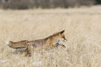 One red fox, Vulpes vulpes, running over a meadow with tall dry grass on a sunny day