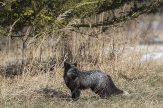 One red fox, Vulpes vulpes, (melanistic form blackish-brown), standing on a meadow with tall dry