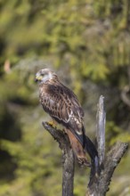 One Red kite, Milvus milvus, sitting on a dead tree in early morning light and green forest in the