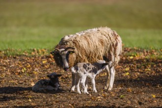 A female Jacob sheep (Ovis ammon F. aries) with two lambs stands in a meadow on fallen leaves and