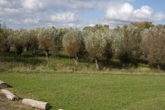 Silver willows grow behind Jerichow Monastery, Jerichow, Saxony-Anhalt, Germany, Europe