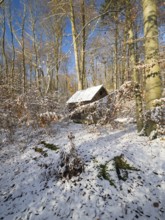 Hunter's hut, old dilapidated wooden hut with roof covered with moss, surrounded by beech woodland