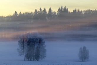 Birches (Betula), birch family (Betulaceae), sunlit veil of mist, winter, Irndorfer Hardt, Upper