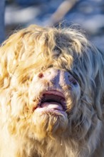 Close-up of the head of a Highland cow with light-coloured coat and visible nostrils, Seewald,