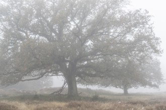 English oaks (Quercus robur) in fog, Emsland, Lower Saxony, Germany, Europe