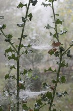 Spider webs on holly (Ilex aquifolium), Emsland, Lower Saxony, Germany, Europe